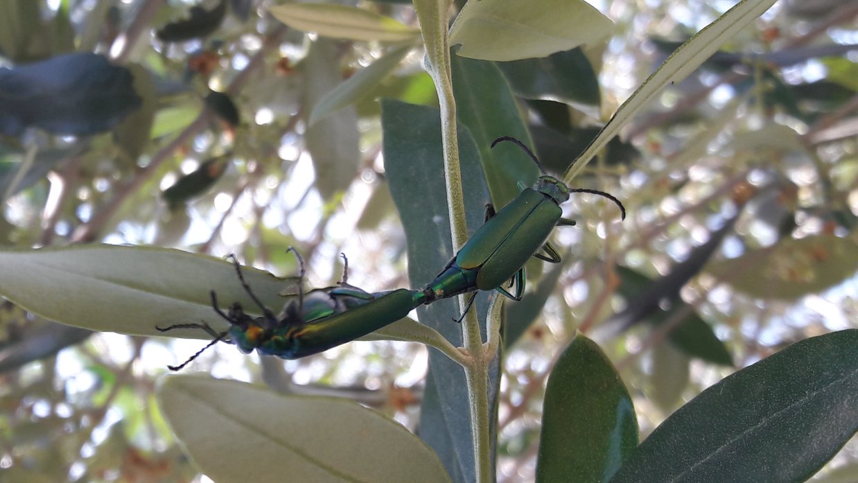 Cantaride ???          Lytta vesicatoria (Meloidae)